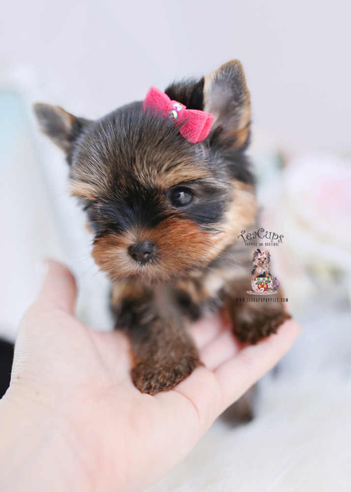 Teacup Puppies #197 Yorkie Puppy for sale