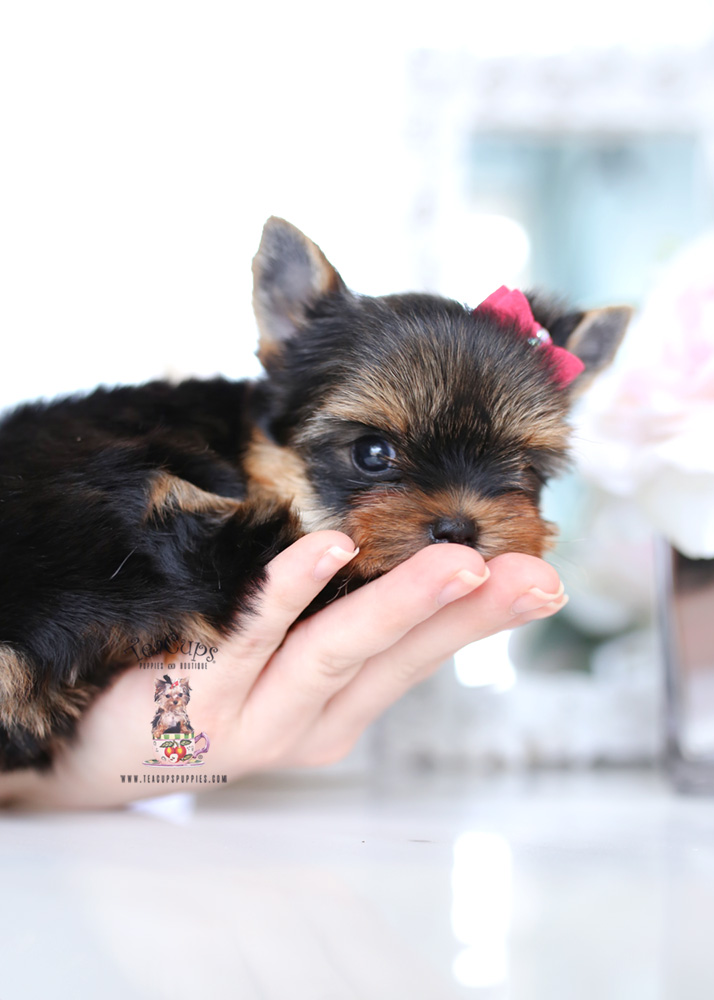 Puppy for sale Teacup Puppies #197 Yorkie