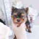 Teacup Puppies #198 Yorkie Puppy for sale