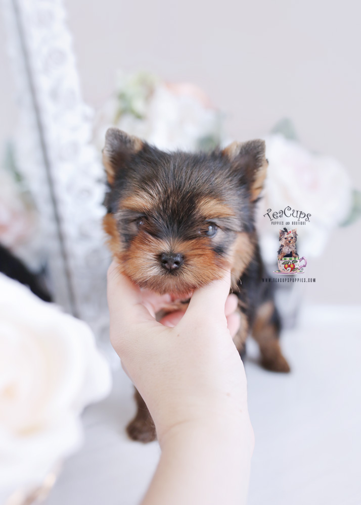 Teacup Puppies #198 Yorkie Puppy for sale