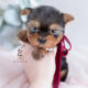 Teacup Puppies #200 Yorkie Puppy For Sale
