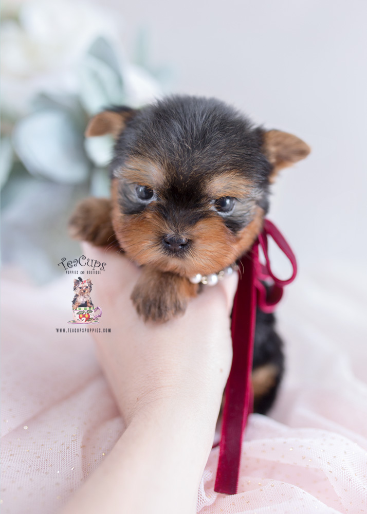 Teacup Puppies #200 Yorkie Puppy For Sale