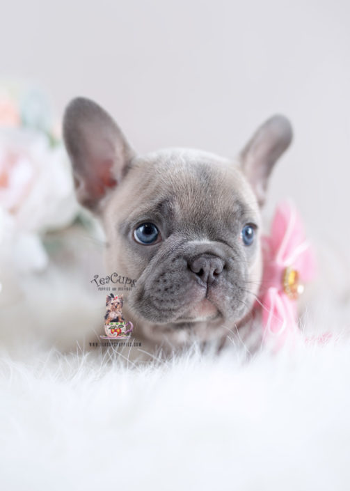 28 Best Images Mini Bulldog For Sale Florida / Miniature French bulldog puppies for sale 786-206-9330 ...