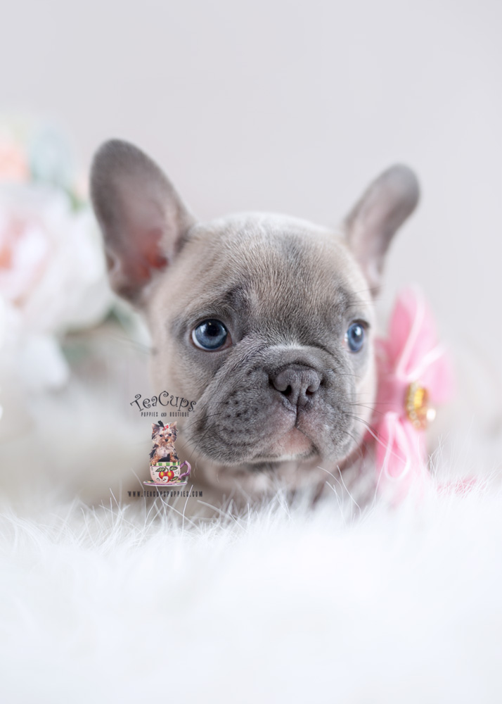 French Bulldog Puppies For Sale | Teacup Puppies & Boutique