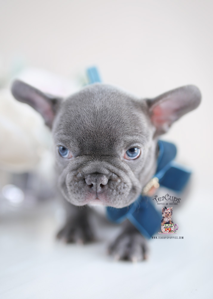 Blue French Bulldog #229 | Teacup Puppies & Boutique