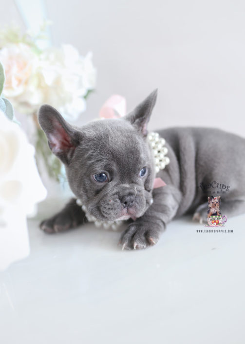 French Bulldog Puppies For Sale by TeaCups, Puppies