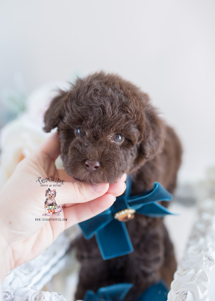 chocolate toy poodle puppy