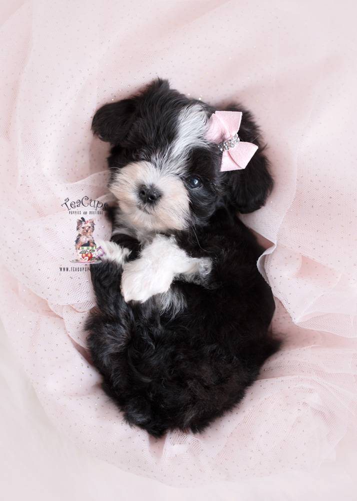 pictures of maltipoo puppies
