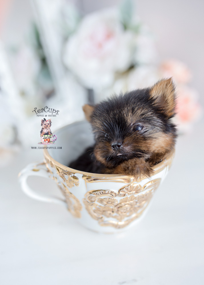 microteacupyorkiebreederflorida239b Teacup Puppies & Boutique