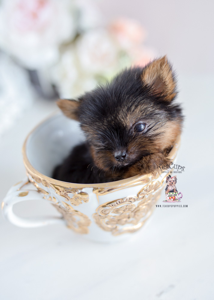 micro teacup yorkie poo