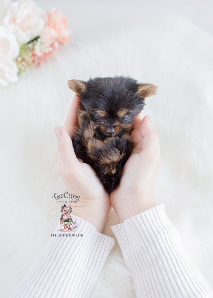 micro mini yorkie puppies