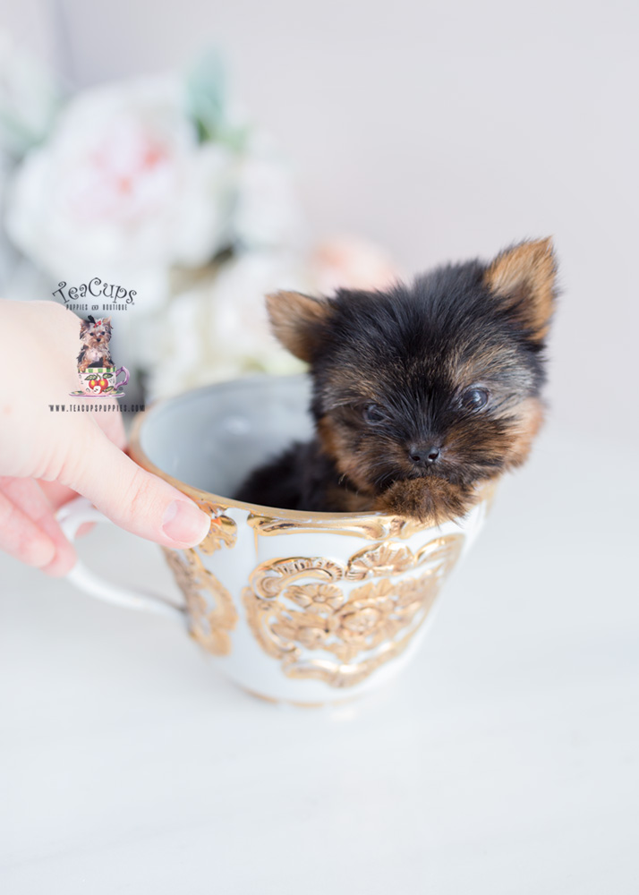 Micro Teacup Yorkie Breeder Teacup Puppies Boutique