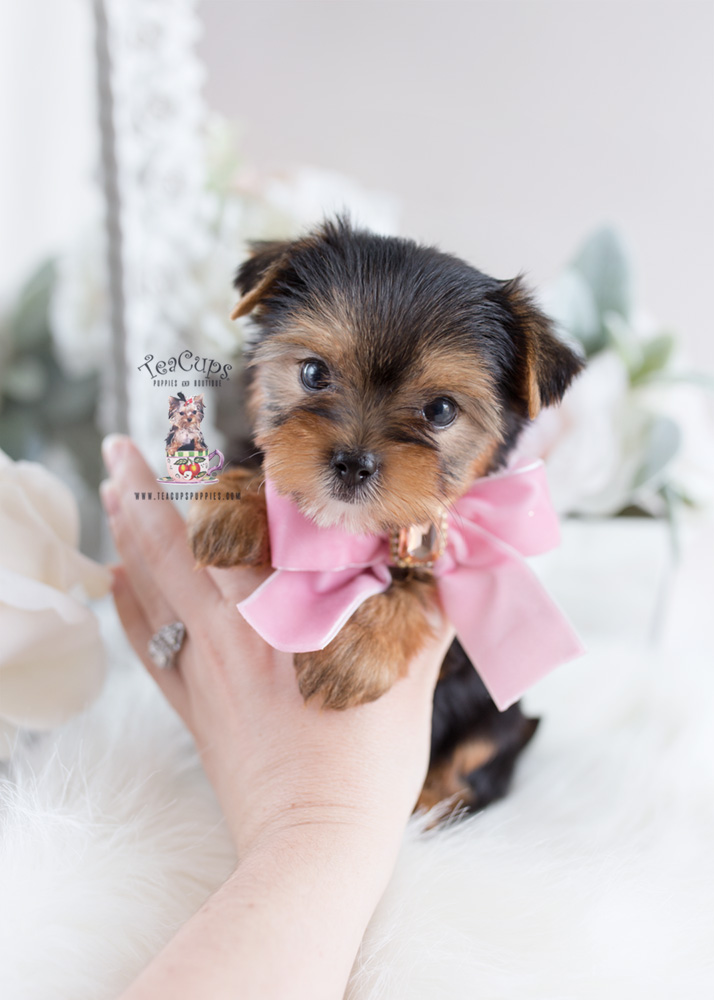 South Florida Yorkie Breeder Teacups, Puppies & Boutique
