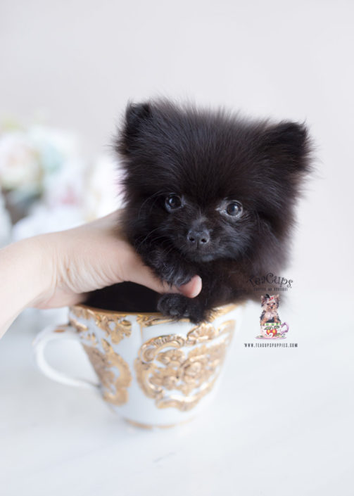 Tiny Teacup Pomeranian Puppies Teacups, Puppies & Boutique