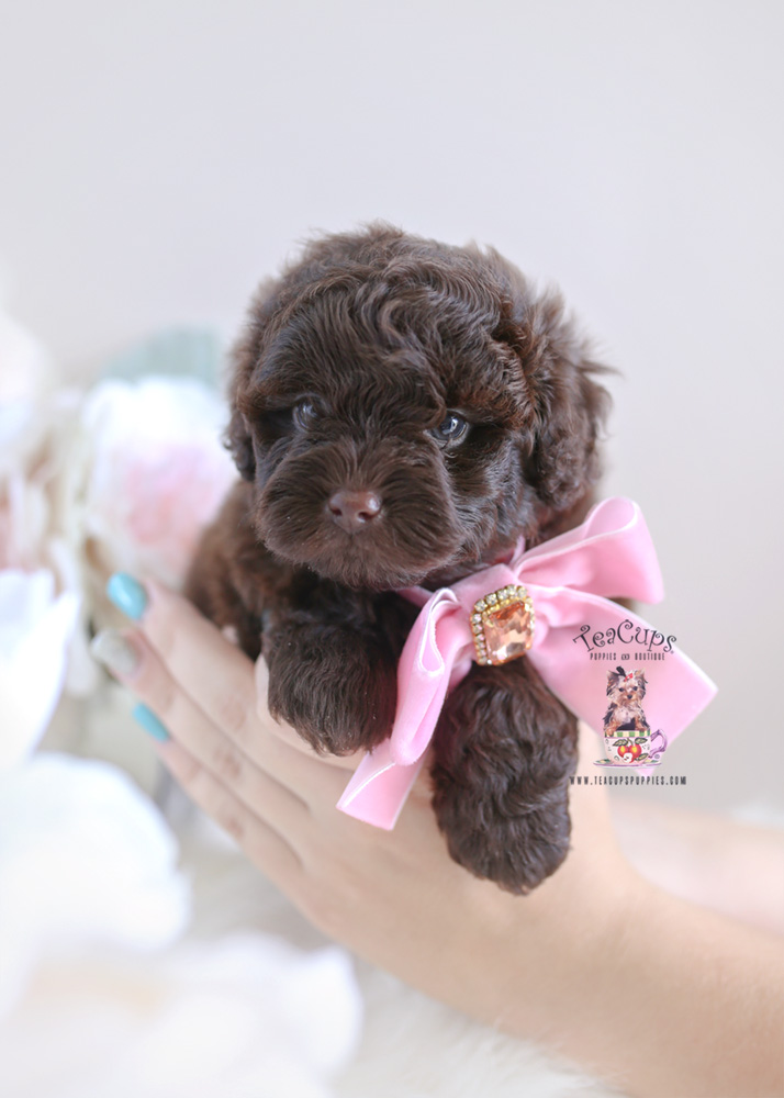 mini shih poo puppies