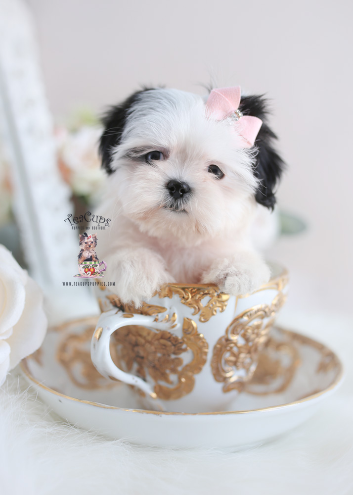 Designer Breed Puppies For Sale | Teacup Puppies & Boutique