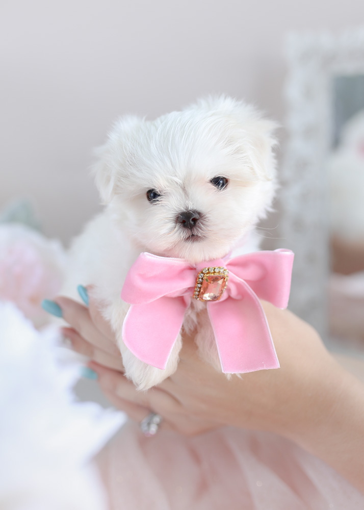 Teacup and Toy Maltese Puppies | Teacups, Puppies & Boutique