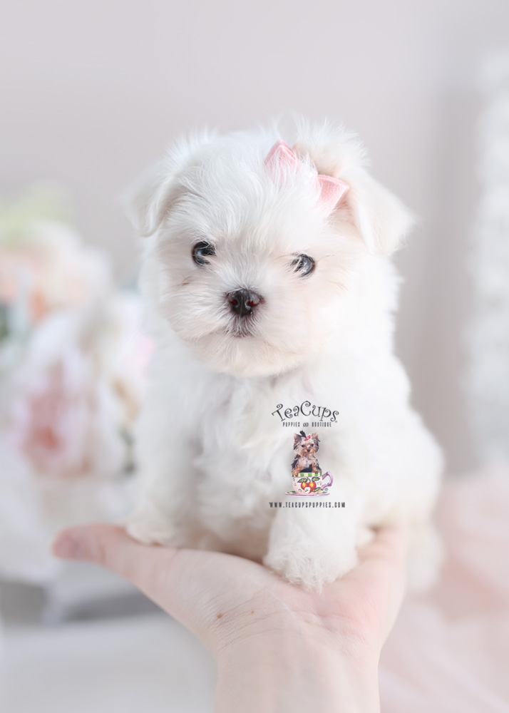 45+ Maltese Puppies Price