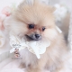 pomeranian puppy