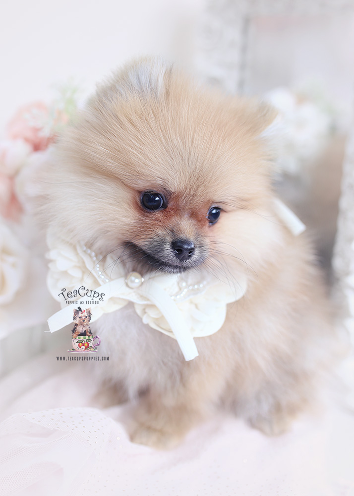 pomeranian puppy