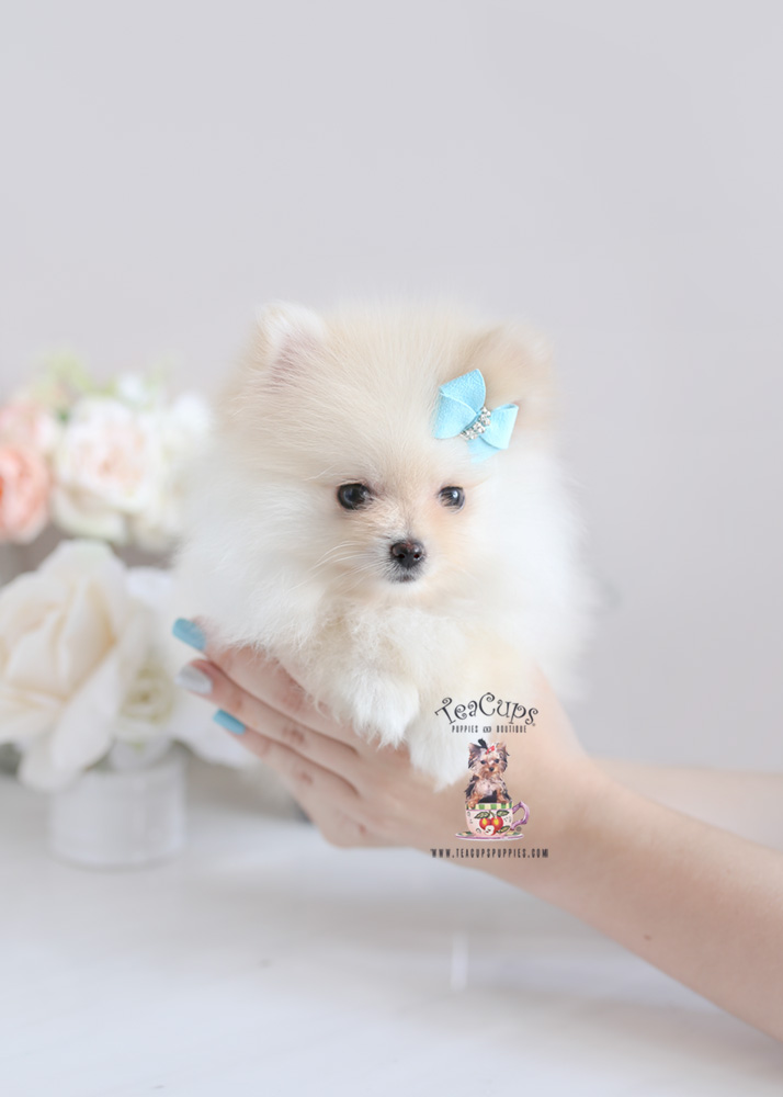 pomeranianpuppyforsaleteacuppuppiesflorida266b Teacup Puppies