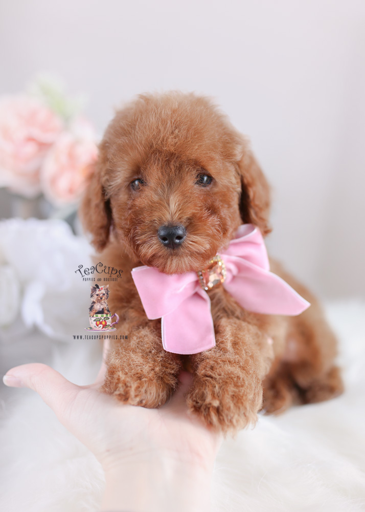 redtoypoodleforsaleteacuppuppies287 Teacup Puppies & Boutique