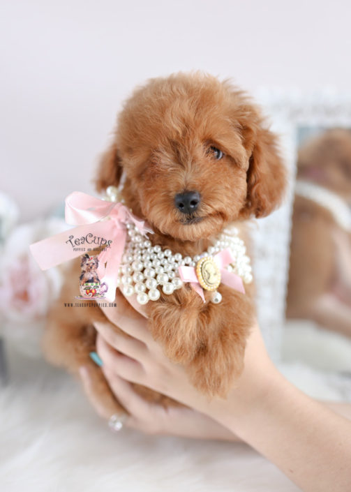 Teacup and Toy Poodle Puppies Teacups, Puppies & Boutique