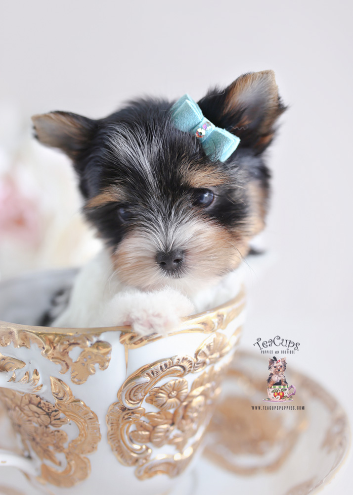 37 HQ Images Biewer Terrier Puppies For Sale In Texas - Blooming Prairie Yorkies and Biewers, Yorkshire Terrier ...