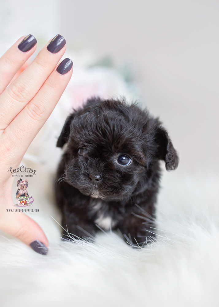 teacup maltipoo dog