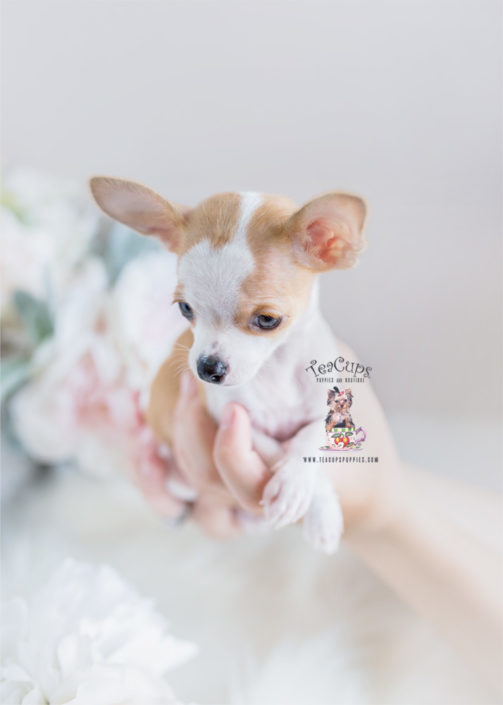white toy chihuahua puppies for sale