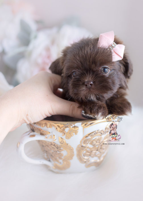 Fonkelnieuw Get Inspired For Teacup Shih Tzus For Sale Near Me | Meme Dogs TO-63