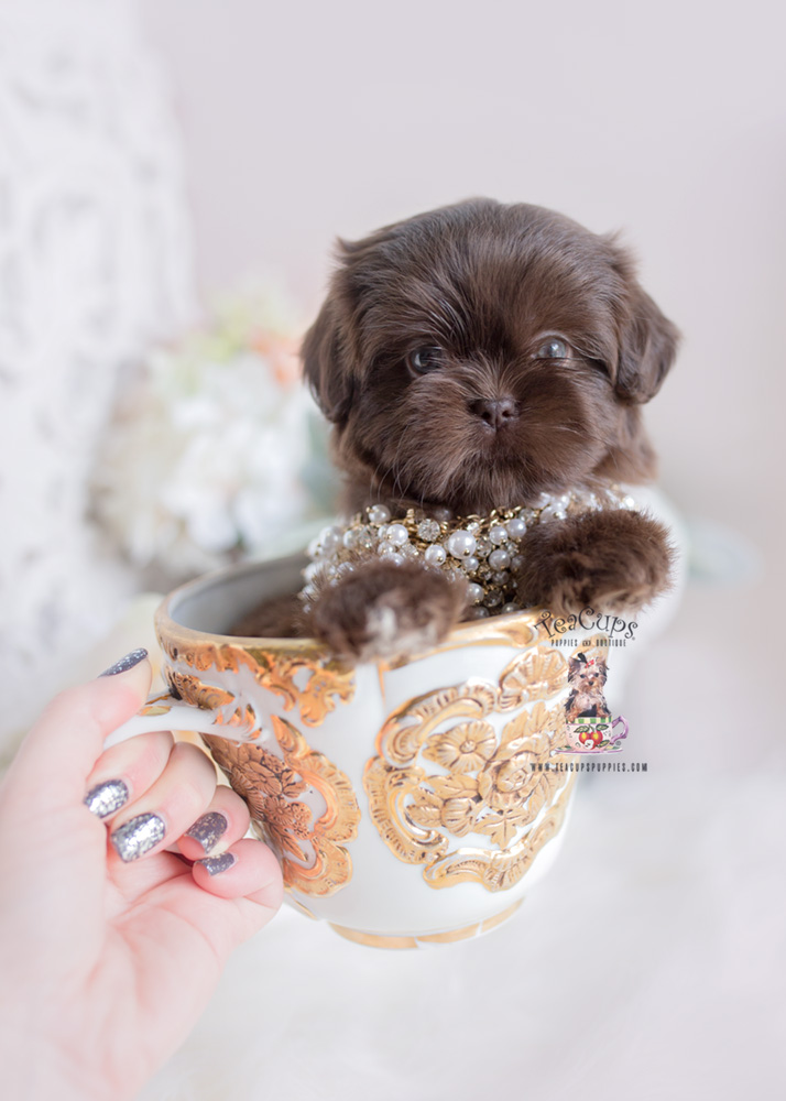 teacup lhasa apso for sale