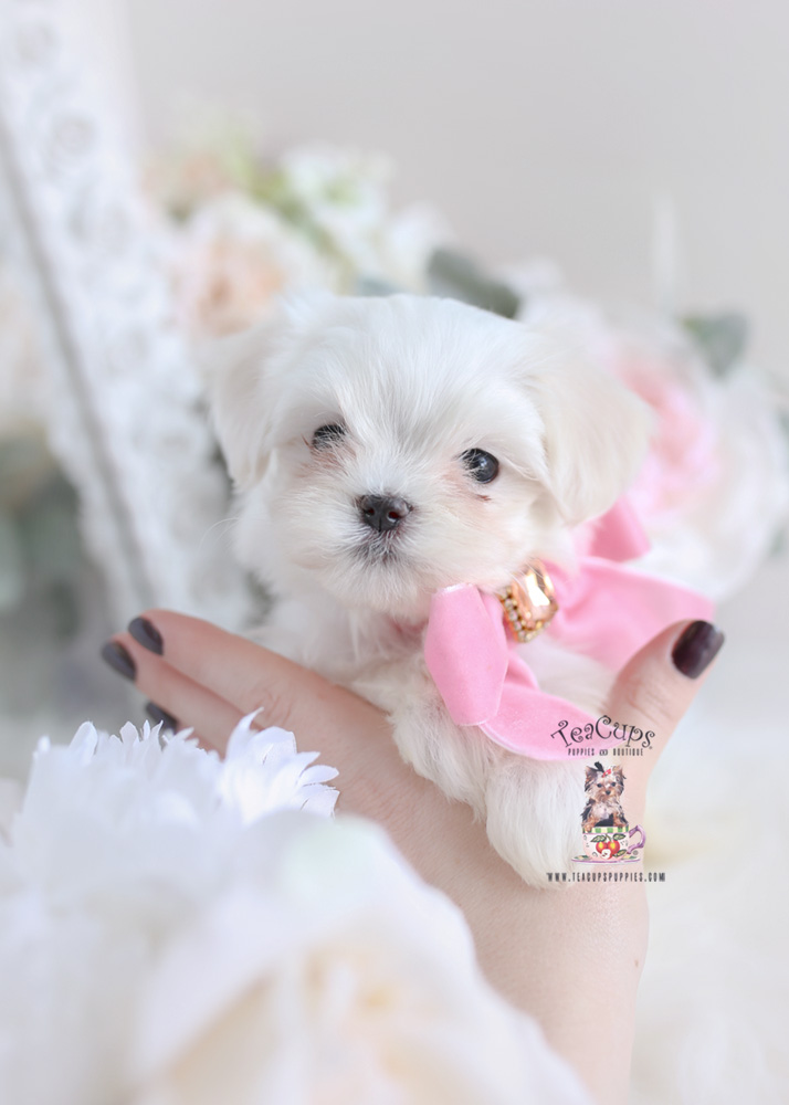 adult teacup maltese