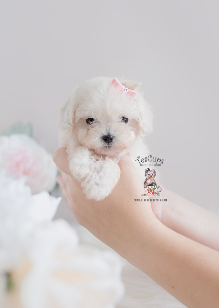 toy maltipoo puppies for sale