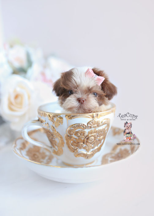 Imperial Shih Tzu Puppies For Sale by TeaCups, Puppies ...