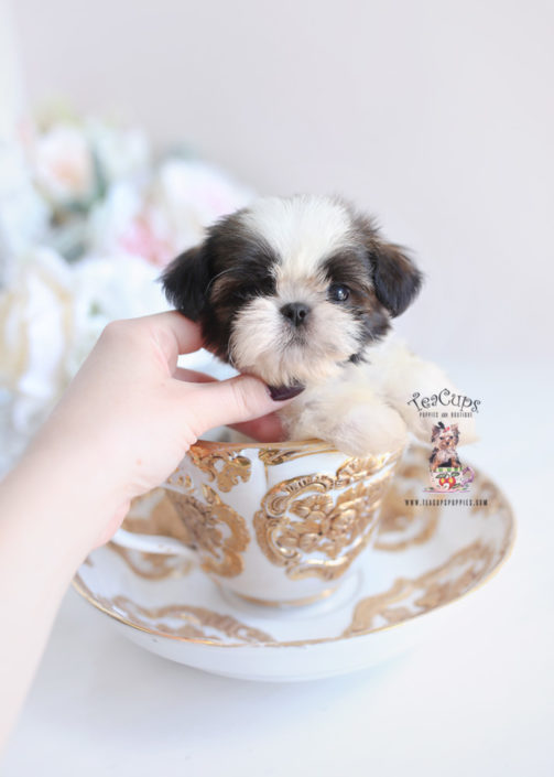 mini shih poo puppies