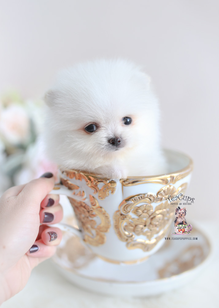 pomeranian in teacup