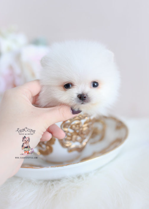 Teacup Pomeranian Breeder of South Florida