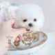 Teacup Pomeranian Breeder of South Florida