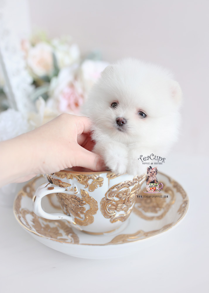 White Pomeranian Puppy For Sale