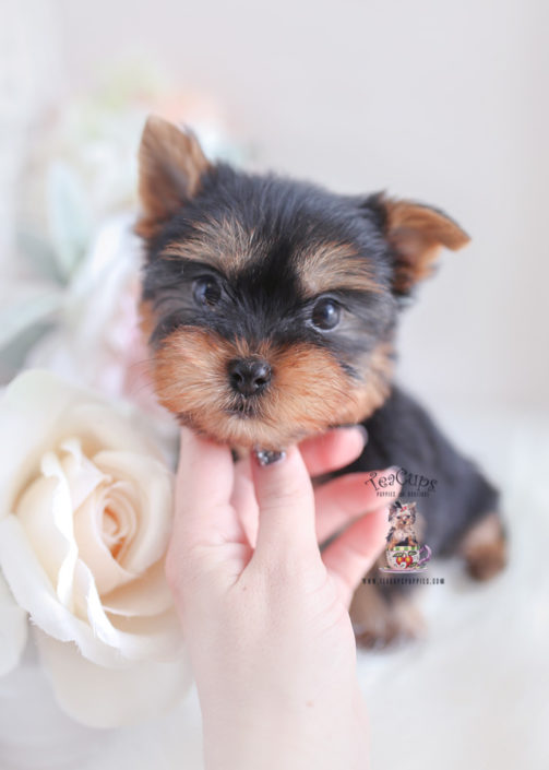 Toy or Teacup Yorkies for sale Teacups, Puppies & Boutique