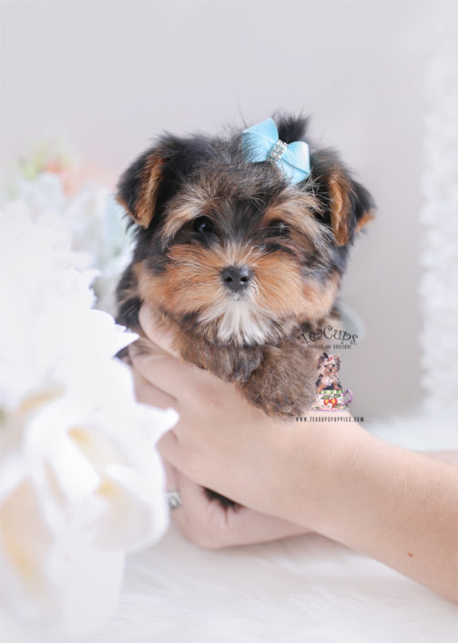 Toy or Teacup Yorkies for sale Teacups, Puppies & Boutique
