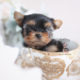 Adorable Yorkie Puppy For Sale
