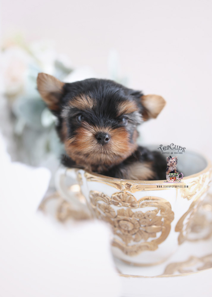 Adorable Yorkie Puppy For Sale