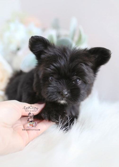 designer puppies for sale designer puppies for sale