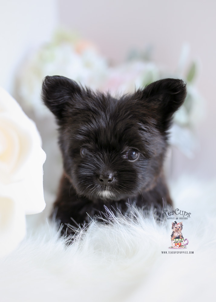 Teacup Morkie Breeder Florida Teacups, Puppies & Boutique