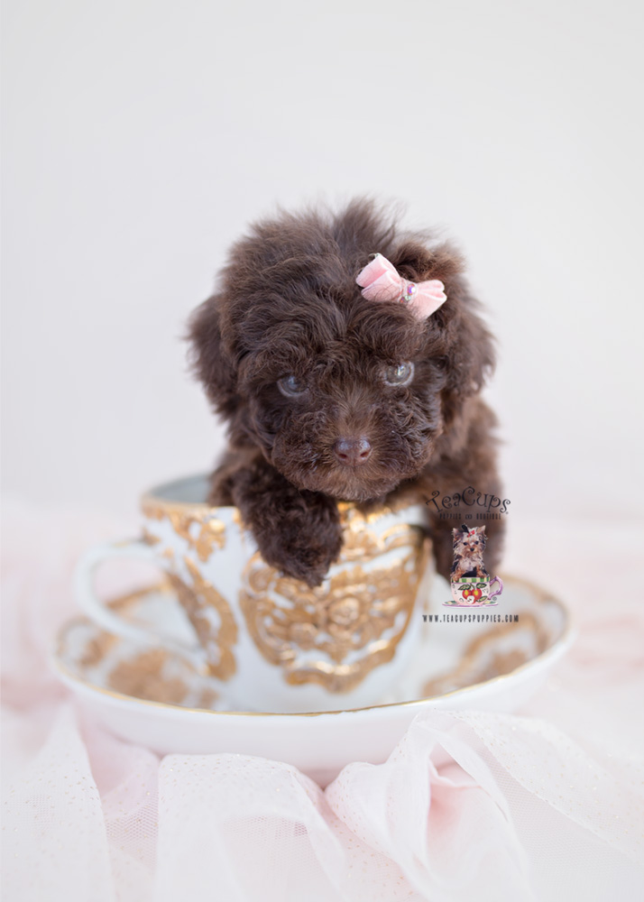 Toy Poodle Puppy For Sale Teacup Puppies & Boutique