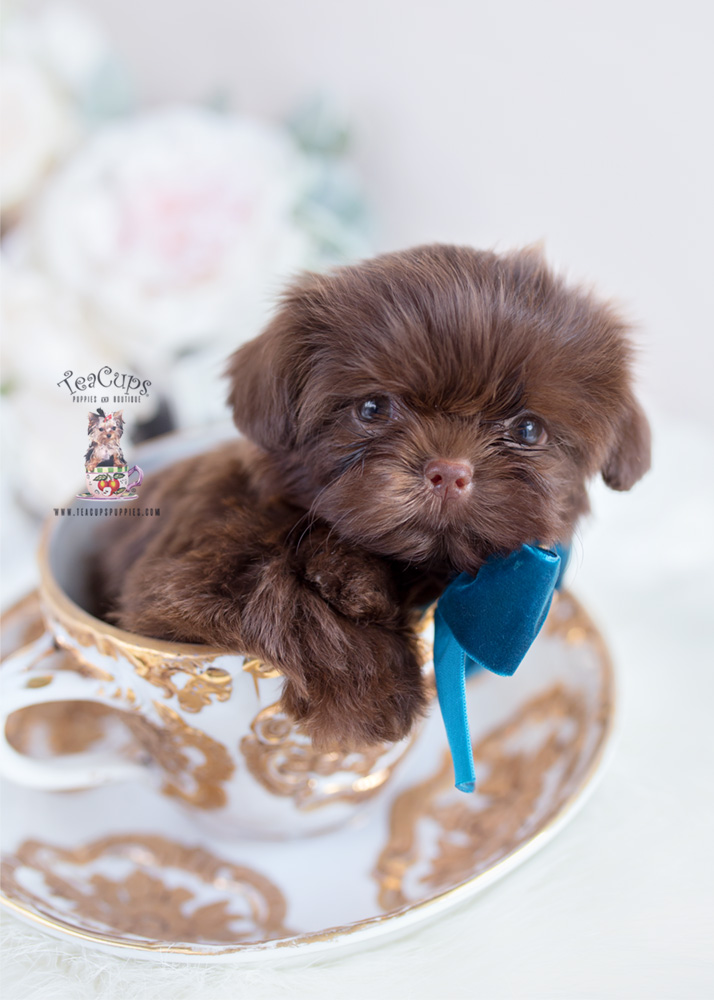 chocolate shih tzu puppies for sale