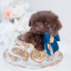 Chocolate Shih Tzu Breeder