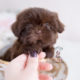 Chocolate Shih Tzu Puppies